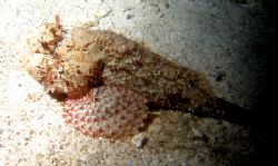 Scorpion fish found resting on the sand in Cozumel during... by Gary Schlei 